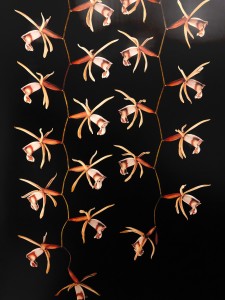 Hanging orchid illustration