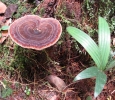 Ganoderma - Medicinal mushroom
