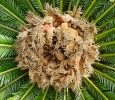 Cycad fruting, with new leaves
