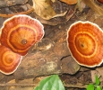 Wild fungi