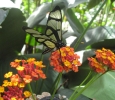 Glass Butterfly on Lantana flowers