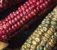 Heritage maize varieties