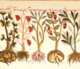 Indigenous plant medicines