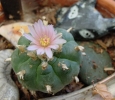 Peyote cactus in flower