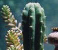 San Pedro cactus and poppy pod