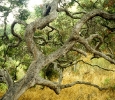 Santa Catalina island native oak