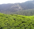 Tea plantation, Camellia sinensis