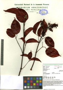 Scan of Bignonaceae Arrabidaca chica