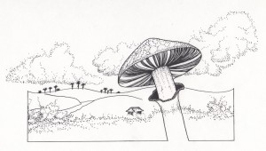 mushroom illustration- Kathleen harrison